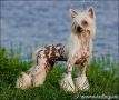 Olegro Katrin Never Stop Chinese Crested