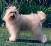 CH Gingery's Maple Syrup SOD Chinese Crested