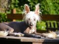 Cheon Modry Kvet Chinese Crested