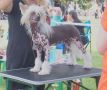 Dolores Grzywkomania Chinese Crested