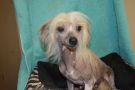Pretty Woman By Jove Chinese Crested