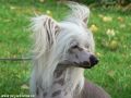 My Longtime Companion Xeros Chinese Crested