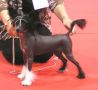 Jestem Za Next Germanika Chinese Crested