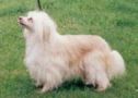 Prefix Goldilocks Chinese Crested