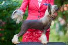 Olegro Katrin Viagra Chinese Crested