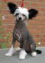 Koynaur's Justifymylove Chinese Crested
