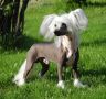 Lionheart Knock Out Chinese Crested