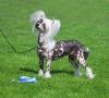 Sirocco White Trash Circus Chinese Crested