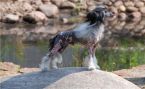 Volshebnaja Loshadka Ju-Piter Alvine Band Chinese Crested