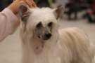 Nomilas Captain In Charge Chinese Crested