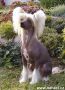 Sasquehanna Gondolier Chinese Crested