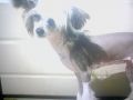 Nisyros Macho Man for sigyns Chinese Crested