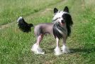 Status Imperial New Star Minodora Chinese Crested