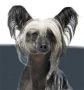 Mohawk Door Slammer Chinese Crested