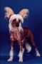 Zholesk Asti Chinese Crested