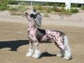 Kaa Won's All In Chinese Crested
