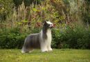 Ubior To Podstawa Next Germanika Chinese Crested