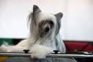 Havana King of Diamonds Chinese Crested