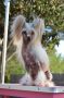 Marvel Girl Chinese Crested