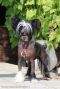 Prince Lou du Palais de Nashka Chinese Crested
