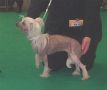 Secret Line's Holy Cow Chinese Crested