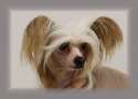 Curlycrest's Dixieland Chinese Crested
