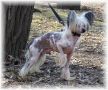 Pearlylane Whata Guy Chinese Crested