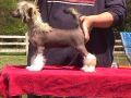 Whispering Ln' Pardon Me Boys Chinese Crested
