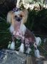 Triin's Barely An Angel DOM Chinese Crested