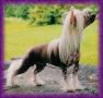 Shadowgame's Dante's Inferno Chinese Crested