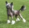 Rimabra's Ringleader Chinese Crested