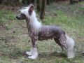 Ksolo Club Nikol Chinese Crested