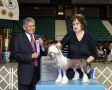 Edelweiss Let's Go Racin' Boys Chinese Crested