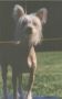 Lejo's Halo Of Phaedrian Chinese Crested