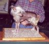 Dearborn's Sho Ki SOM Chinese Crested