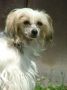 Lawenda Maff-Staff Chinese Crested