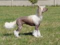 Olivia Favonius Chinese Crested