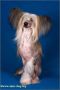 Prem'era iz Jablonevogo Sada Chinese Crested