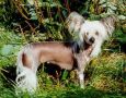 Maldinis Sancy Amethyst Chinese Crested