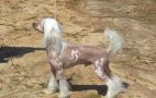 Golden's I Got My Game On Chinese Crested