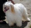 Princessa Capo-Vaticano Chinese Crested