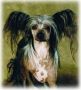 M-Ligans Simon The Sorcerer Chinese Crested