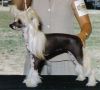 Tri-Cas Imagine That! Chinese Crested