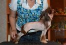 Vellar Pljus Krem Grilyazh v Shokolade Chinese Crested