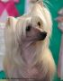 Utrennyaya Zvezda Barby Chinese Crested