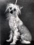 Especiale du Domaine des Perles Noires Chinese Crested