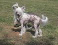 Hebella's China's Baby Sis Chinese Crested