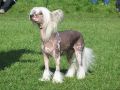 Sun Dan My Hero Chinese Crested