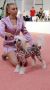Etno Spirit  New Star Chinese Crested