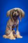Madam Fler D'Orandge Chinese Crested
